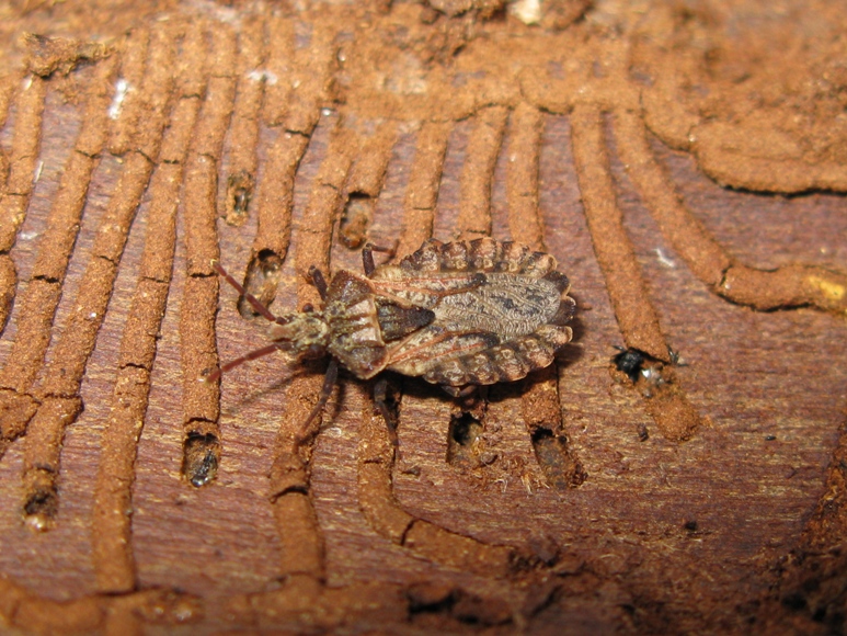 Aradidae: Aradus conspicuus del Lazio (VT)